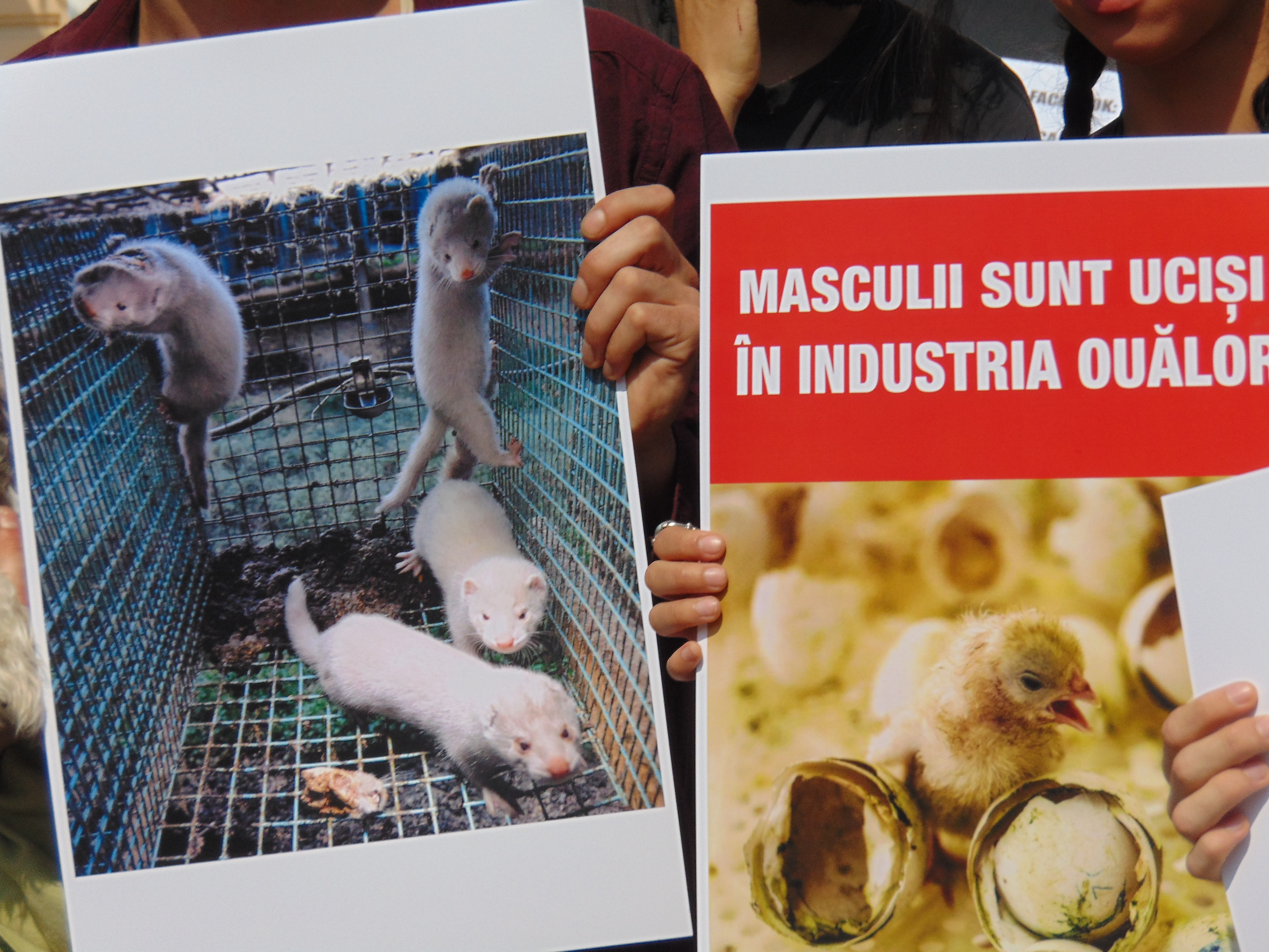 Veganii au confiscat un marș de bun simț dedicat reducerii cruzimii față de animale
